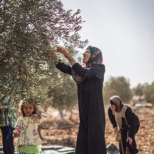 Zaytoun Tree Donation and Olive Oil Gift Set Zaytoun